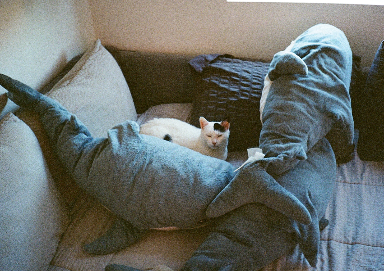 A cute, white, fluffy cat. Her name is Delta!